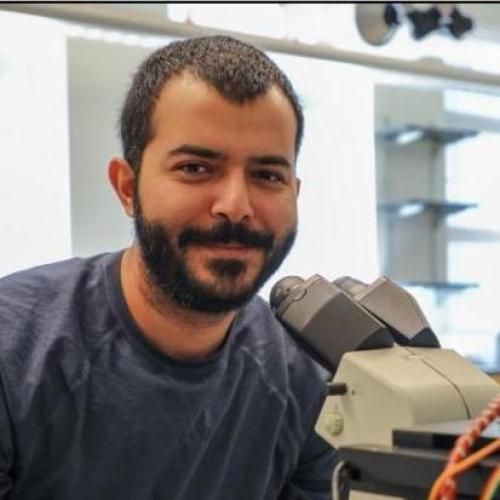 Parsa Zareiesfandabadi